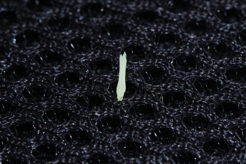 Oryza rufipogon, photograph 6