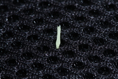 Oryza rufipogon, photograph (c) Nguyen-Khanh-Trinh Tram, some rights reserved (CC BY)