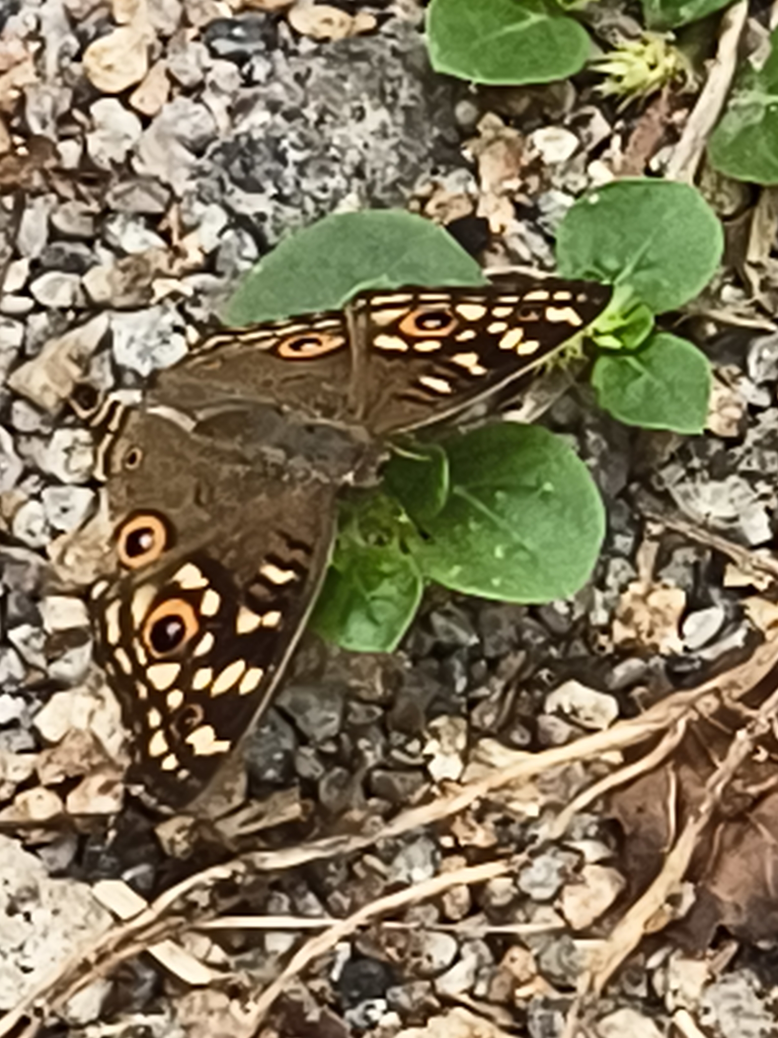 Lemon Pansy