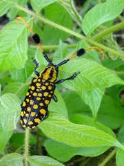 Aristobia approximator