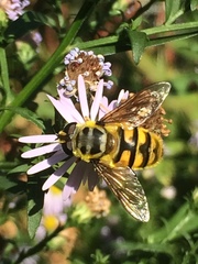 Myathropa florea
