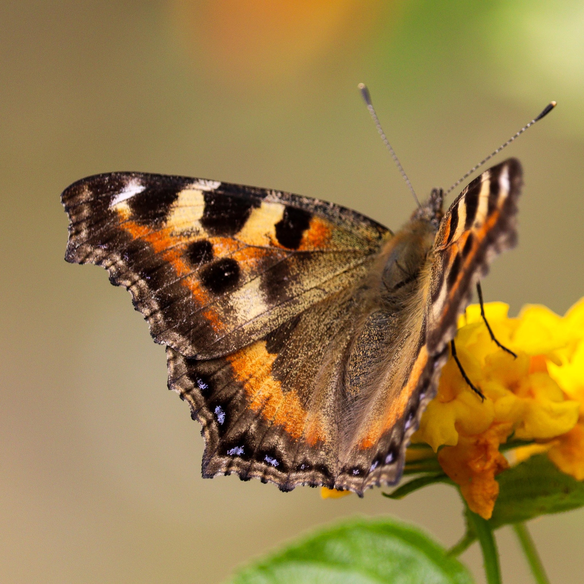 Indian Tortoiseshell