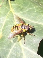 Myathropa florea