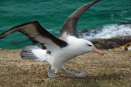 Black-browed Albatross, photo 7 of 9