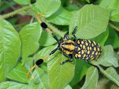 Aristobia approximator