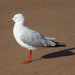 Australian Silver Gull - Photo (c) Matthieu Gauvain, some rights reserved (CC BY-NC), uploaded by Matthieu Gauvain