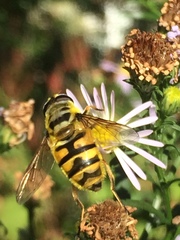 Myathropa florea