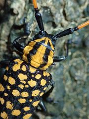 Aristobia approximator