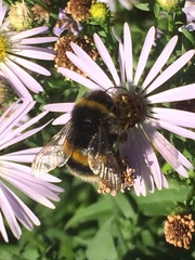 Bombus terrestris
