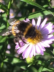Bombus terrestris