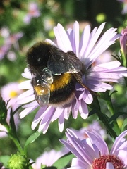 Bombus terrestris