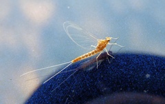 Baetis fuscatus