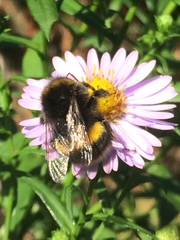 Bombus terrestris