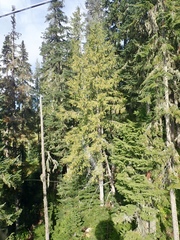 Cupressus nootkatensis