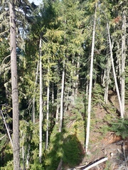 Cupressus nootkatensis