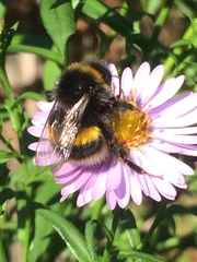 Bombus terrestris