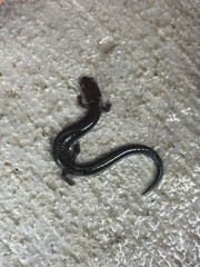 Plethodon richmondi