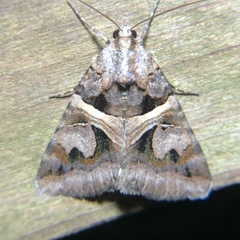 Drasteria grandirena