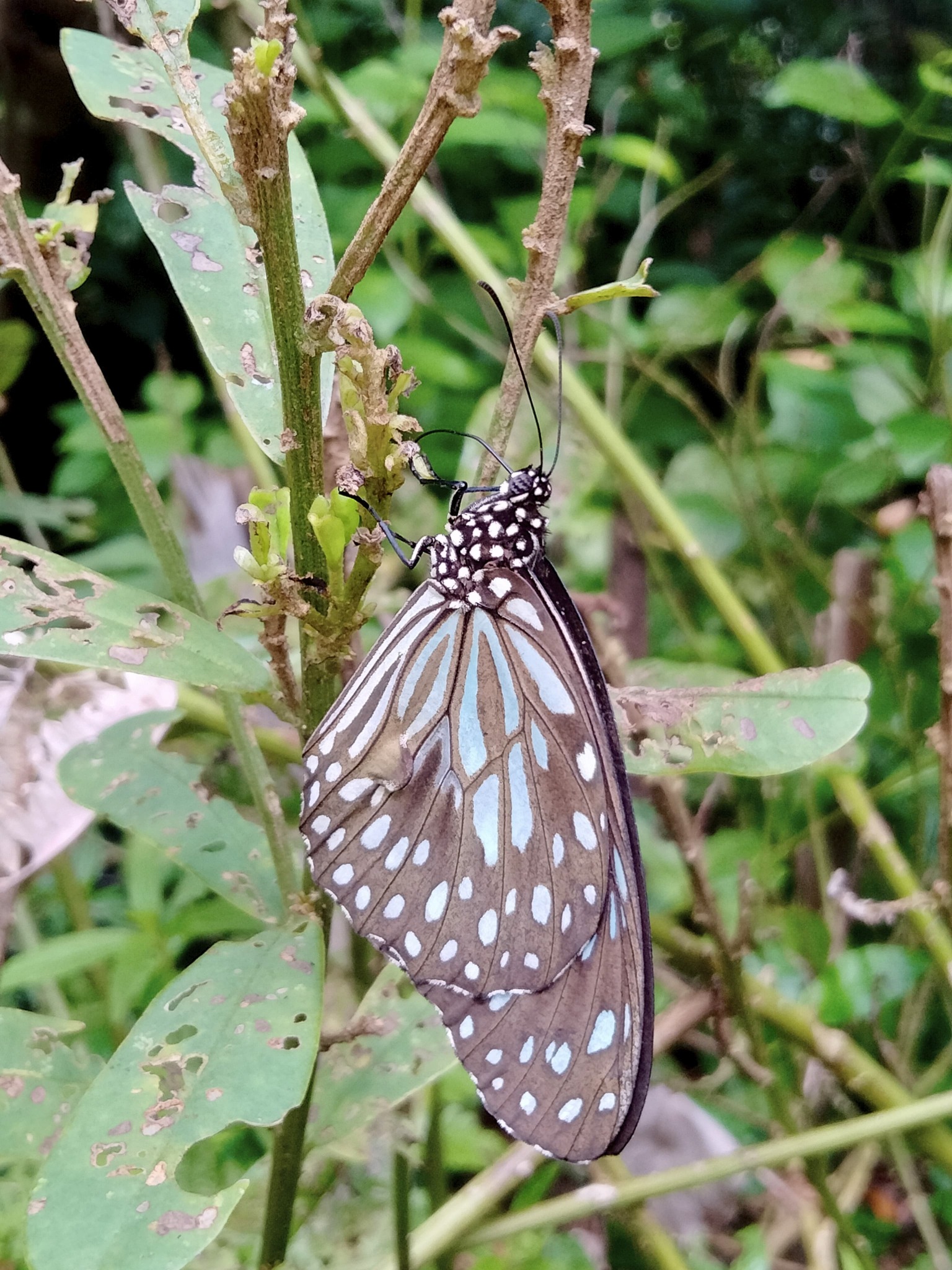 Dark Blue Tiger