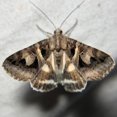 Drasteria grandirena