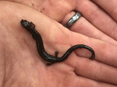 Plethodon richmondi