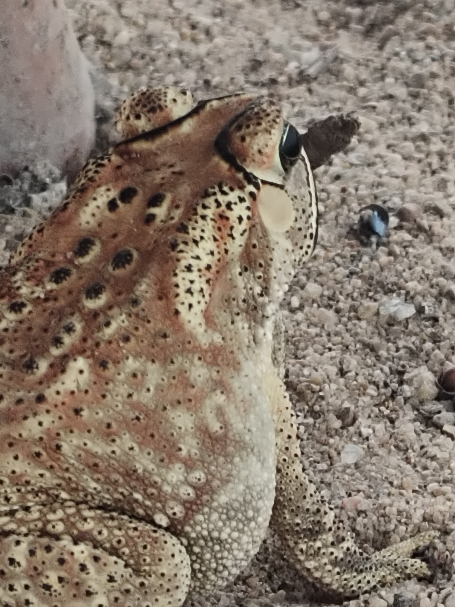 Indian Common True Toad