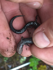 Plethodon richmondi