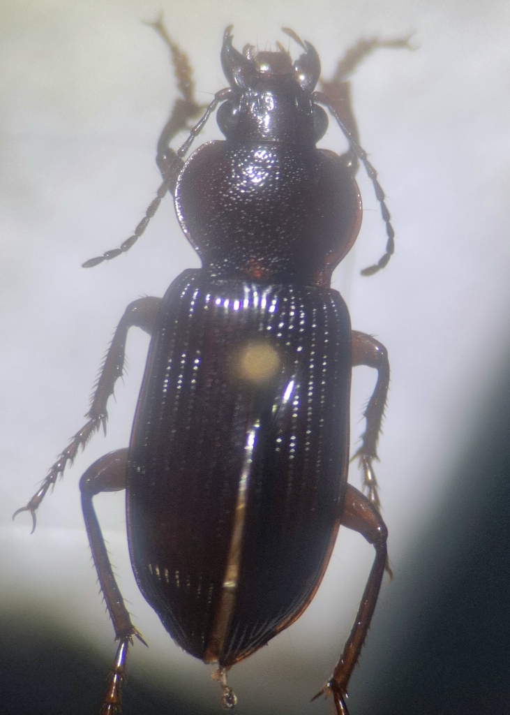Amara cribricollis