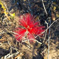 Calliandra dysantha