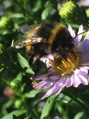 Bombus terrestris