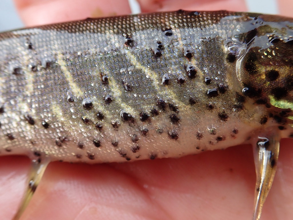 Black Spot Disease