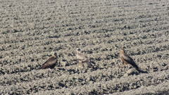 Milvus migrans affinis