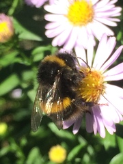 Bombus terrestris