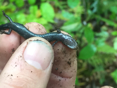 Plethodon richmondi