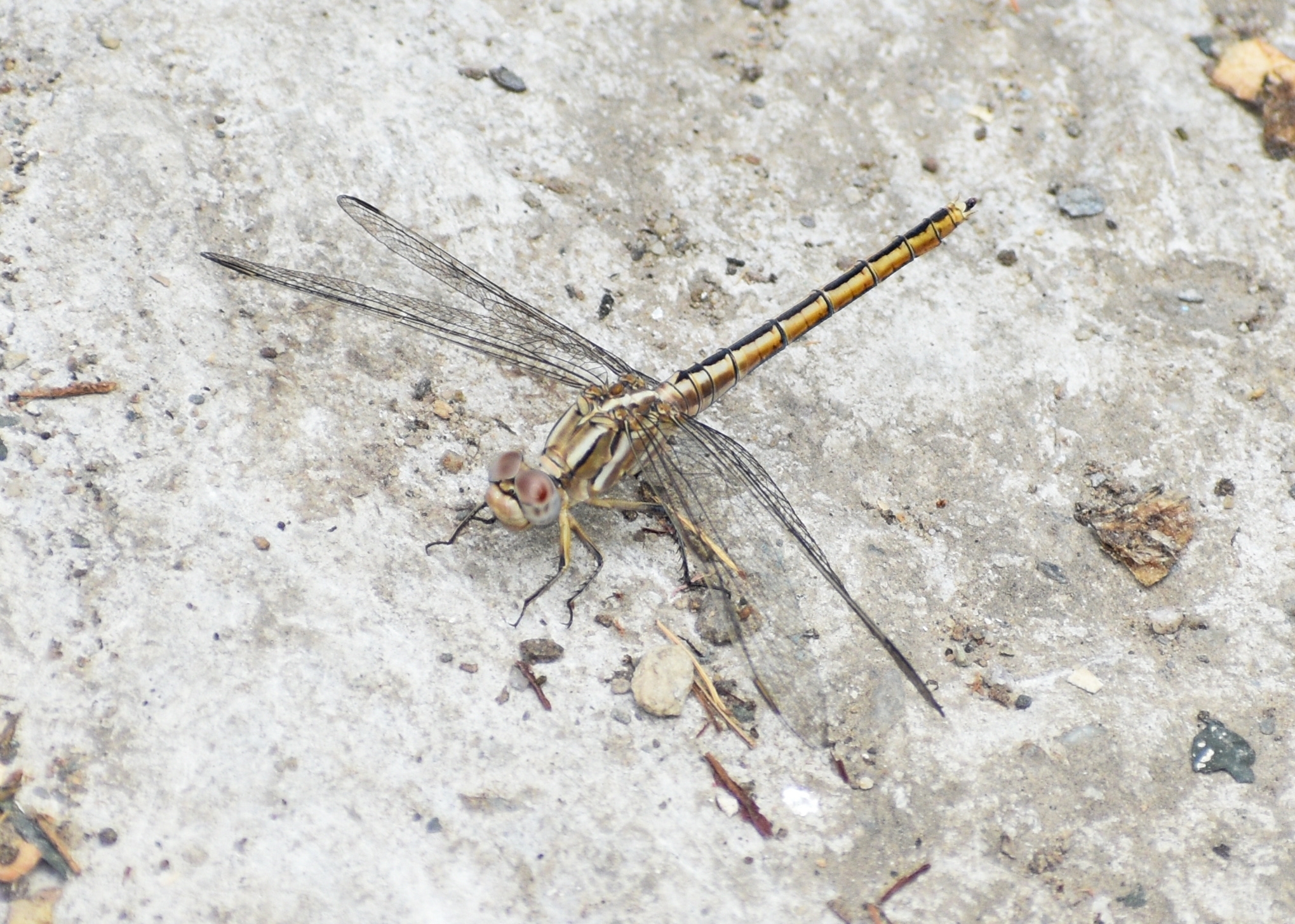 Small Skimmer