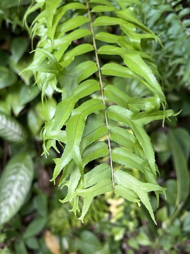 Nephrolepis falcata observed 2025-06-10