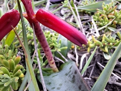 Lachenalia bulbifera