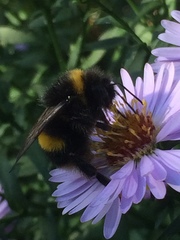 Bombus terrestris