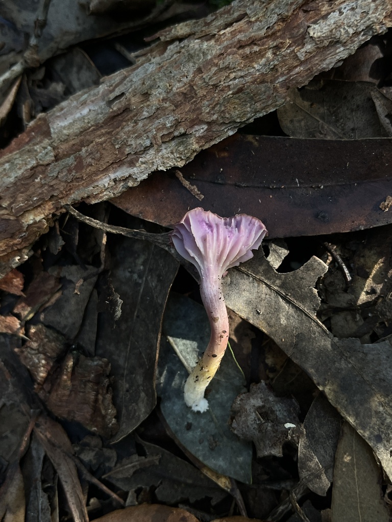 Cuphophyllus cheelii