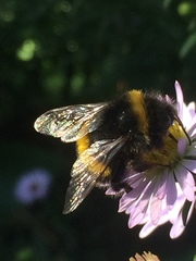 Bombus terrestris