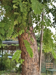 Albizia procera, photograph (c) Raja Sekhar Chimirala, some rights reserved (CC BY)