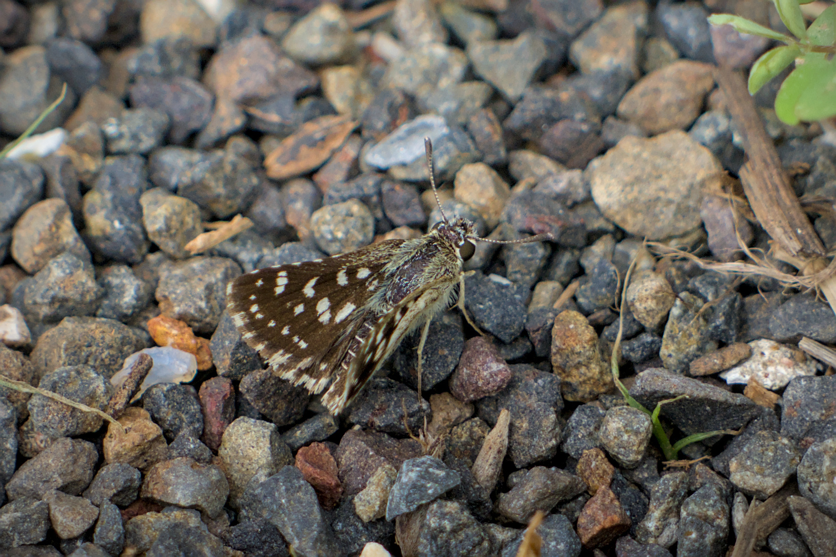 Asian Grizzled Skipper