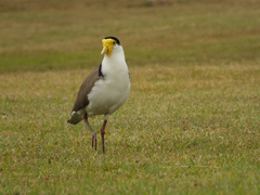 Masked Lapwing photo 2