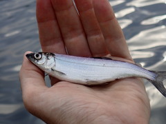Coregonus artedi