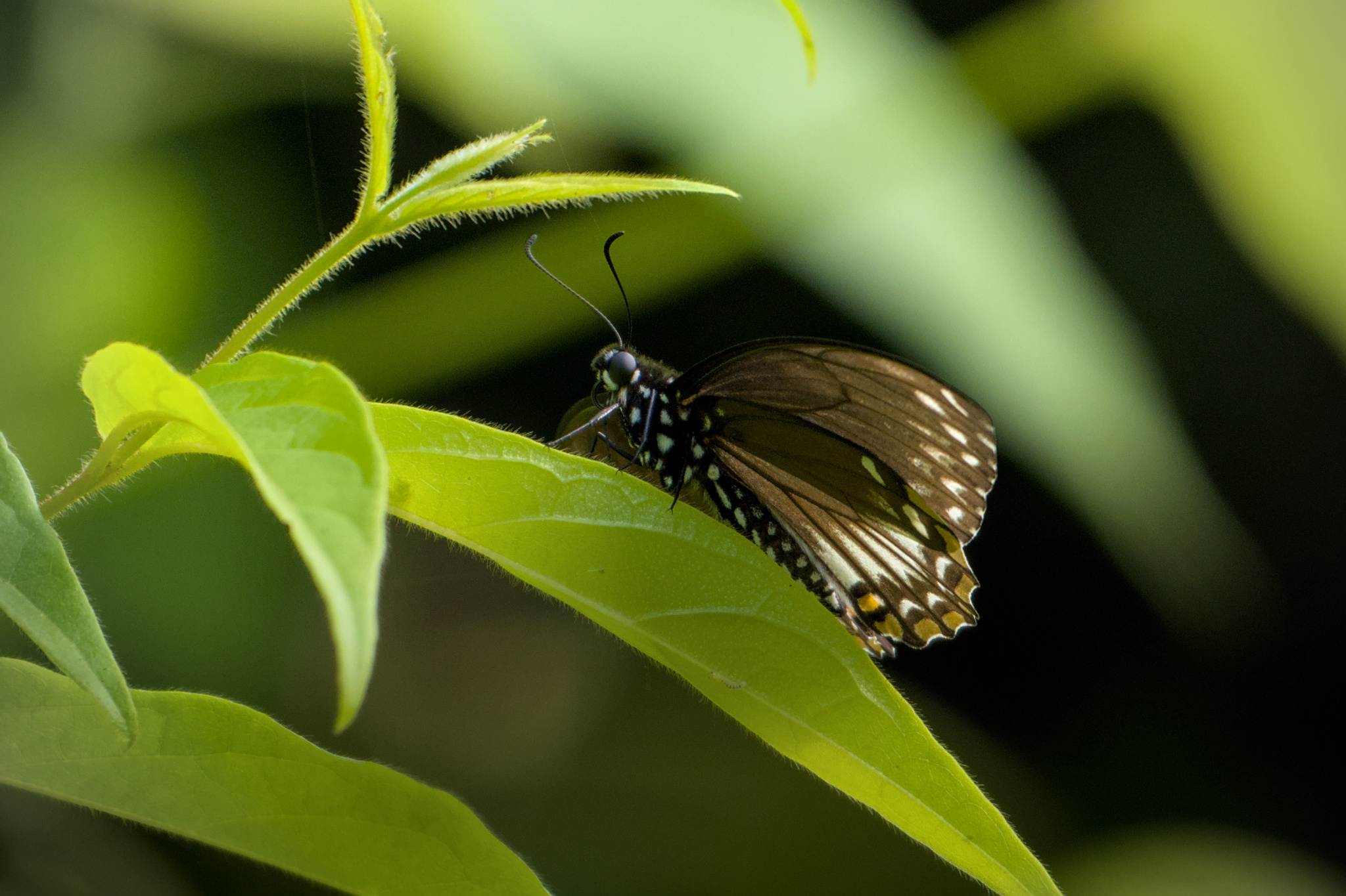 Common Mime