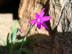Hesperantha latifolia