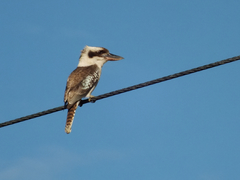Dacelo novaeguineae novaeguineae