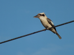 Dacelo novaeguineae novaeguineae