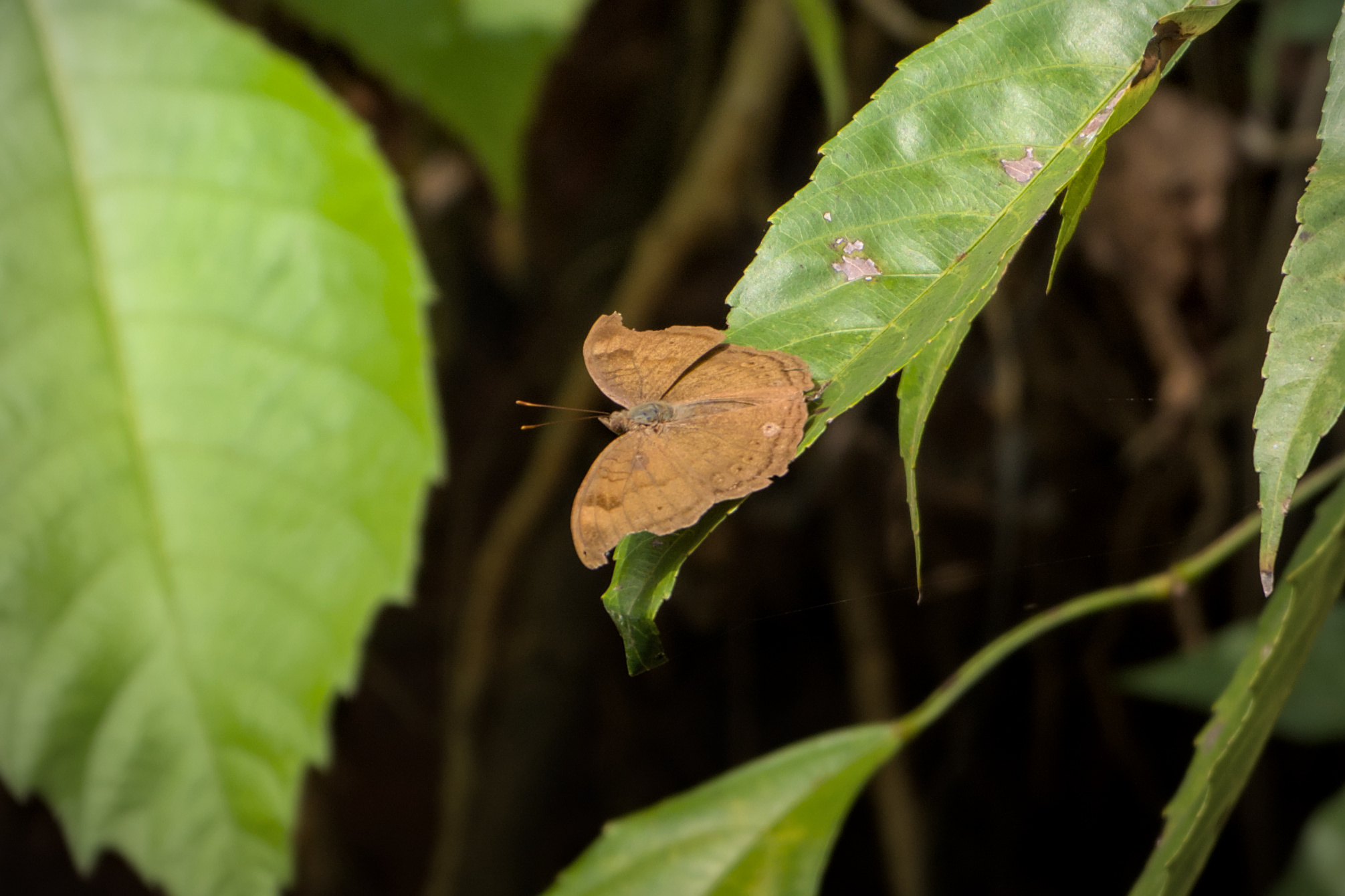 Chocolate Pansy