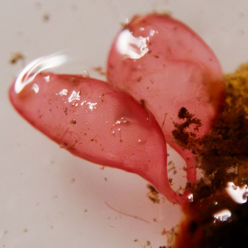 Erythrocolon podagricum